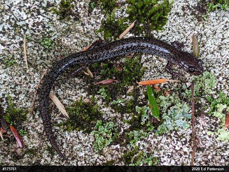 Valley And Ridge Salamander