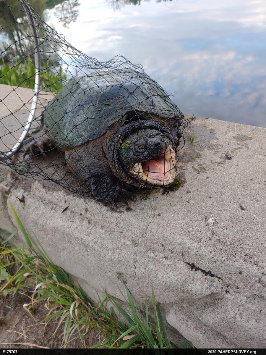 Snapping Turtle