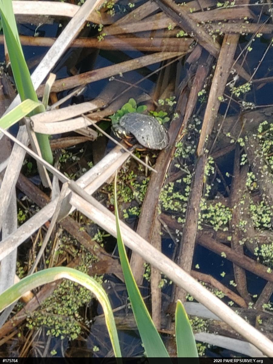 Painted Turtle