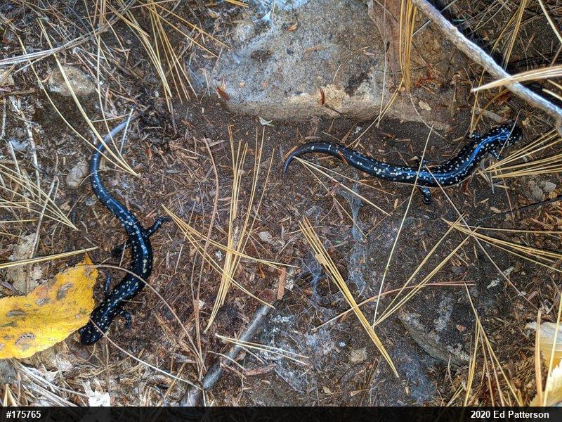 Northern Slimy Salamander