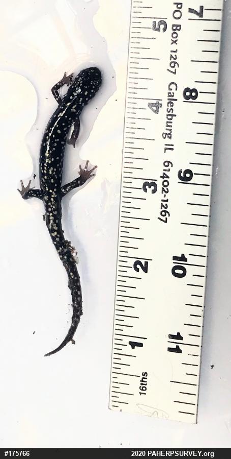 Northern Slimy Salamander