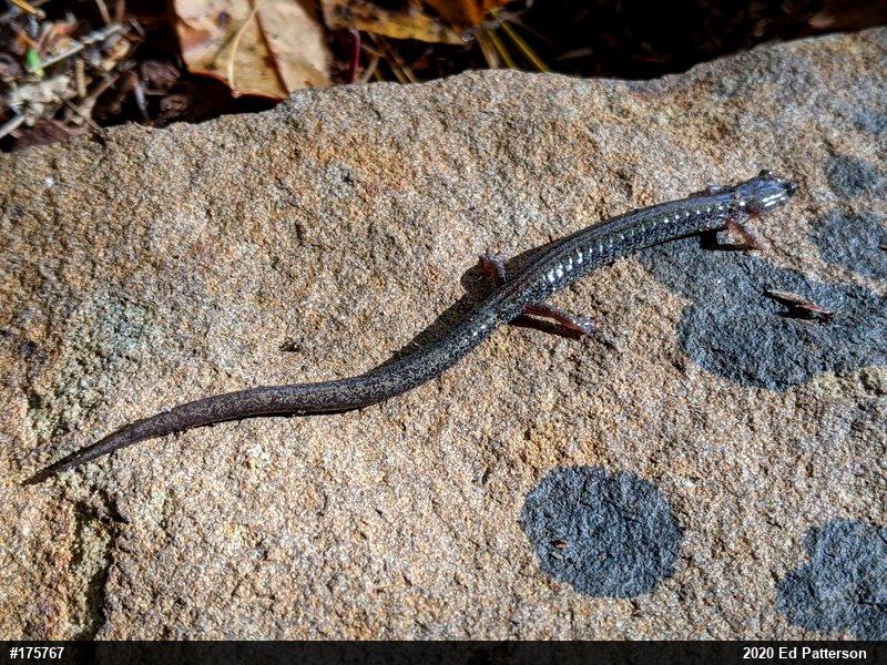 Valley And Ridge Salamander