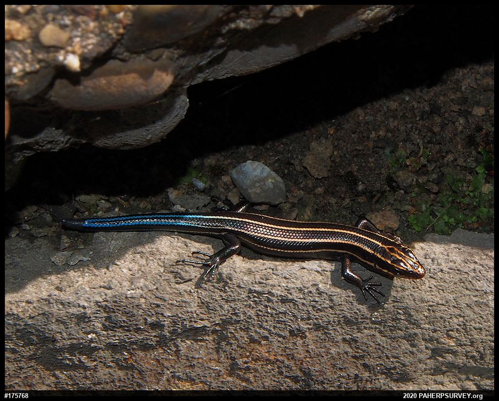 Common Five-lined Skink