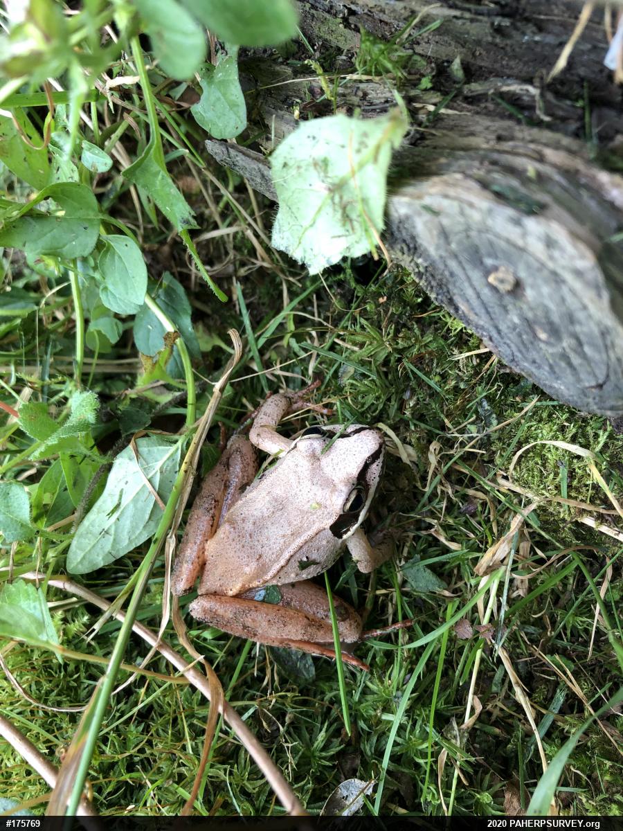 Wood Frog