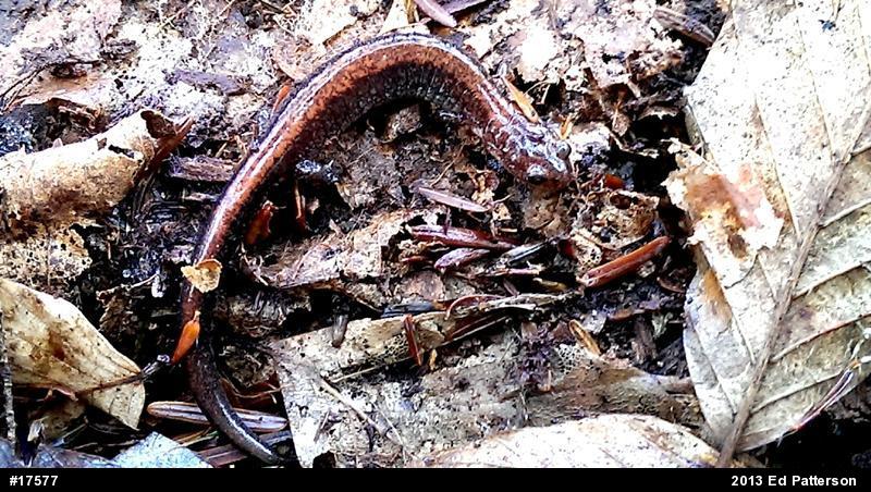Eastern Red-backed  Salamander