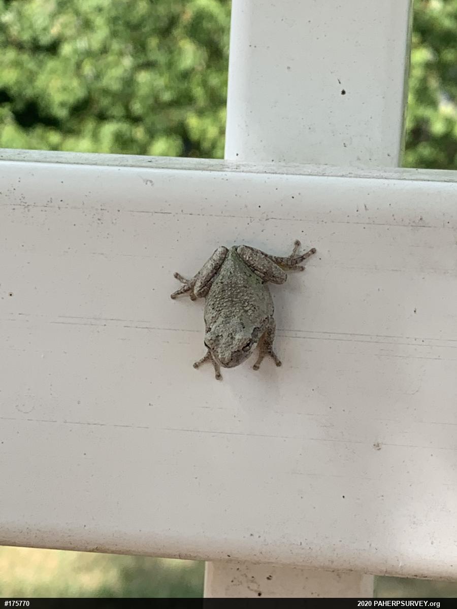 Unknown Gray Treefrog