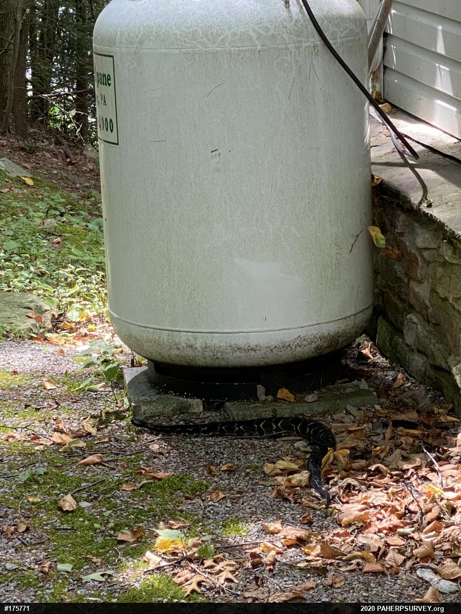 Timber Rattlesnake