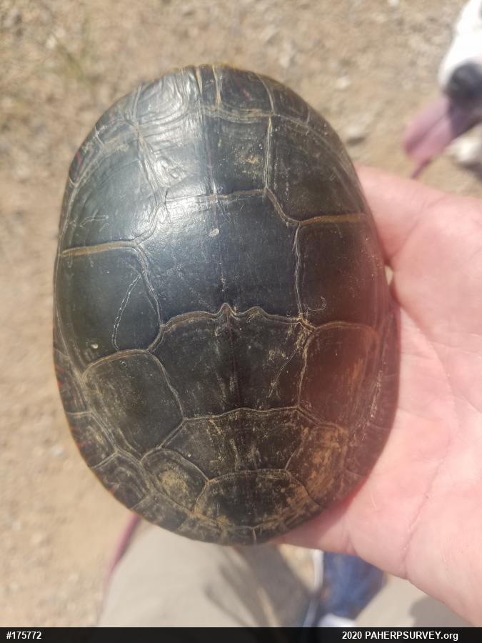 Midland Painted Turtle