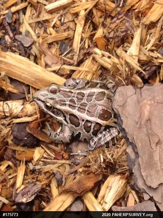 Pickerel Frog