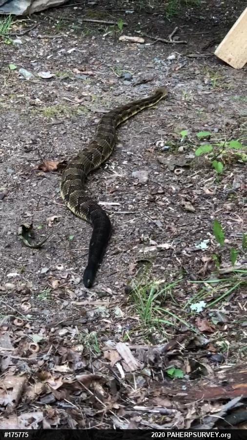 Timber Rattlesnake