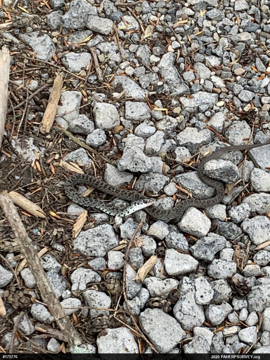 Northern Black Racer