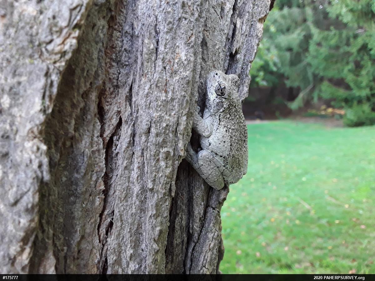 Unknown Gray Treefrog