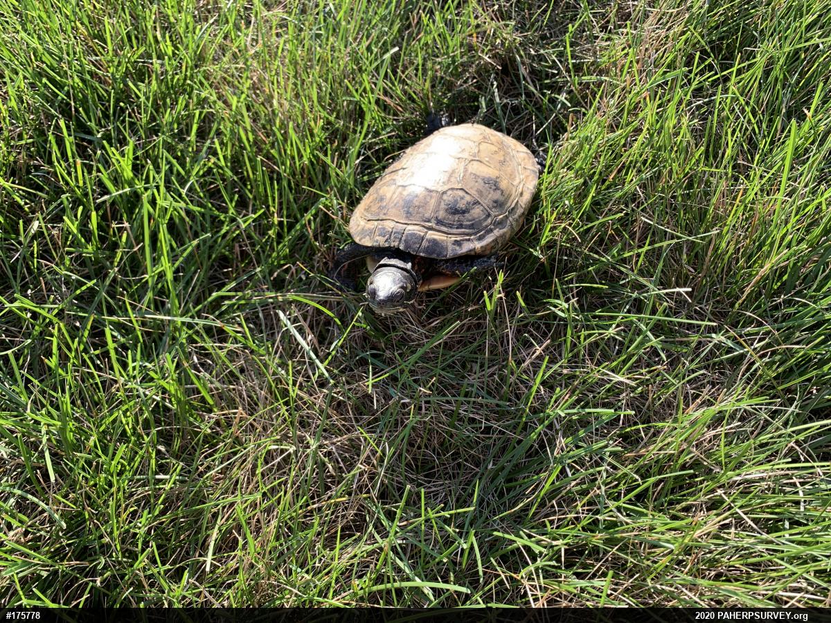 Painted Turtle