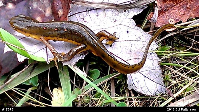 Red-spotted Newt