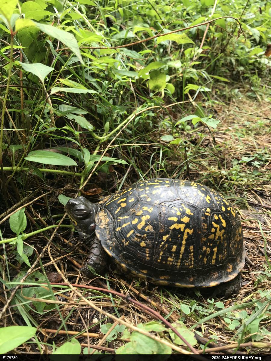Eastern Box Turtle