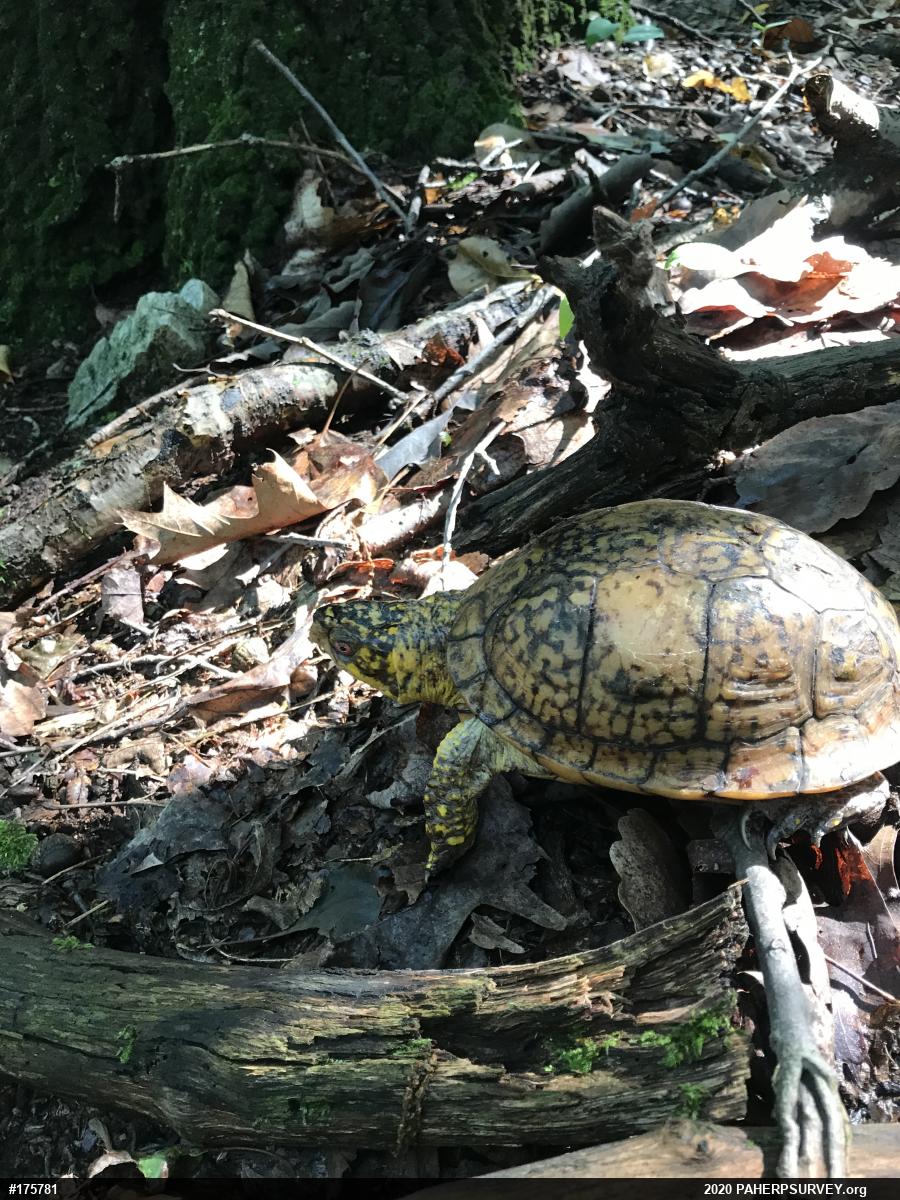 Eastern Box Turtle