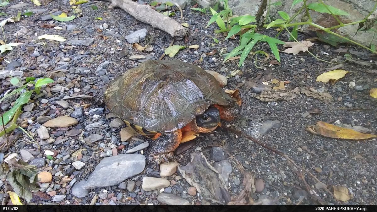 Wood Turtle