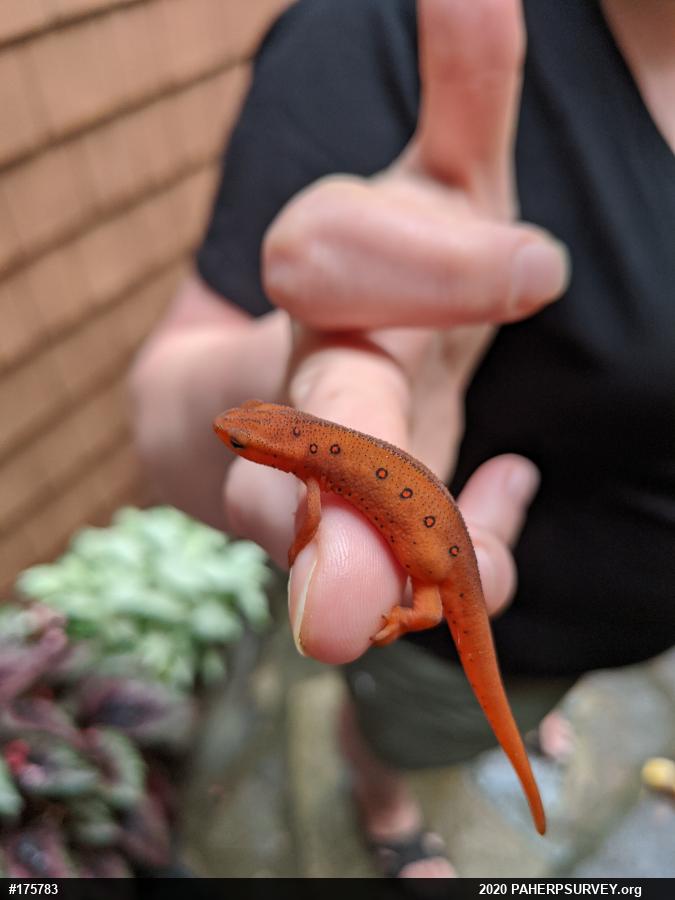 Red-spotted Newt