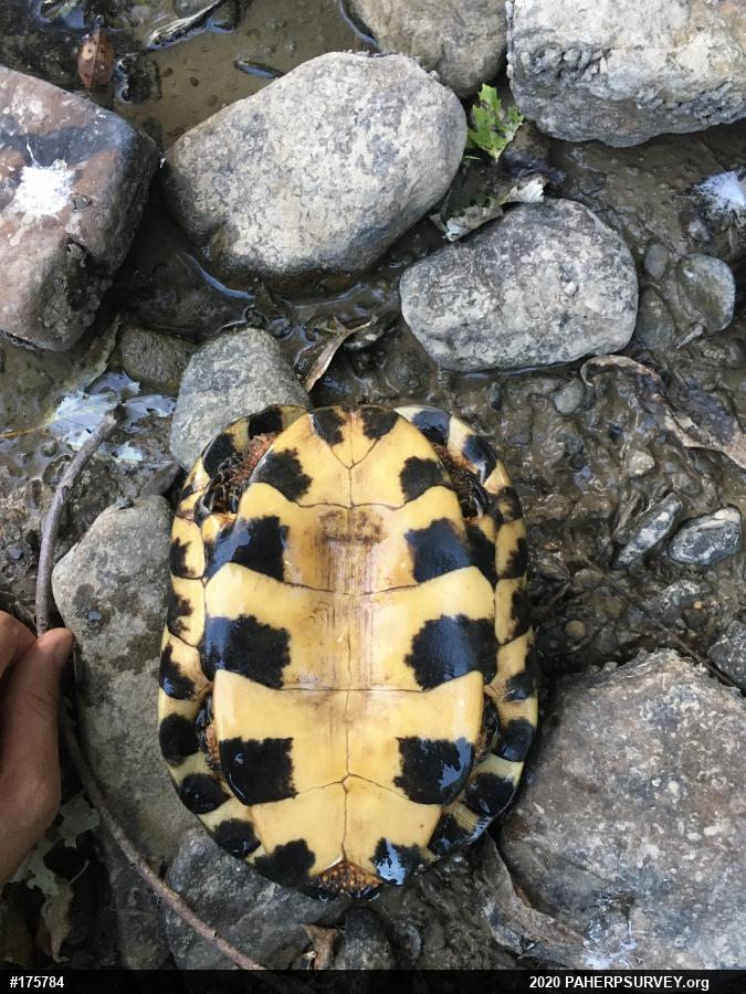 Wood Turtle