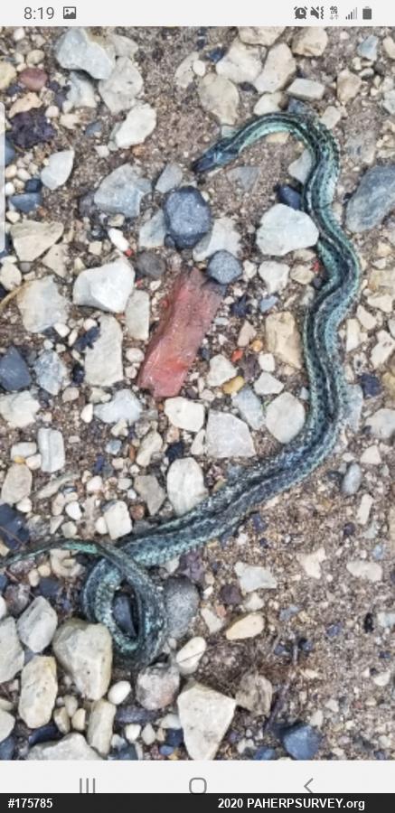 Eastern Gartersnake