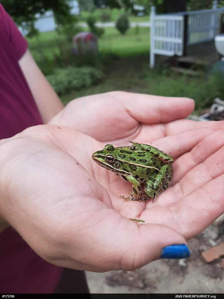 Northern Leopard Frog