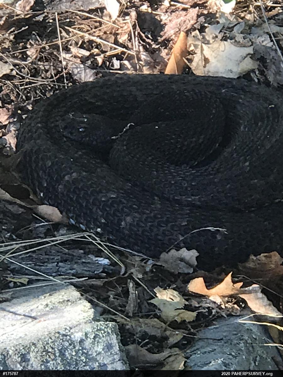 Timber Rattlesnake