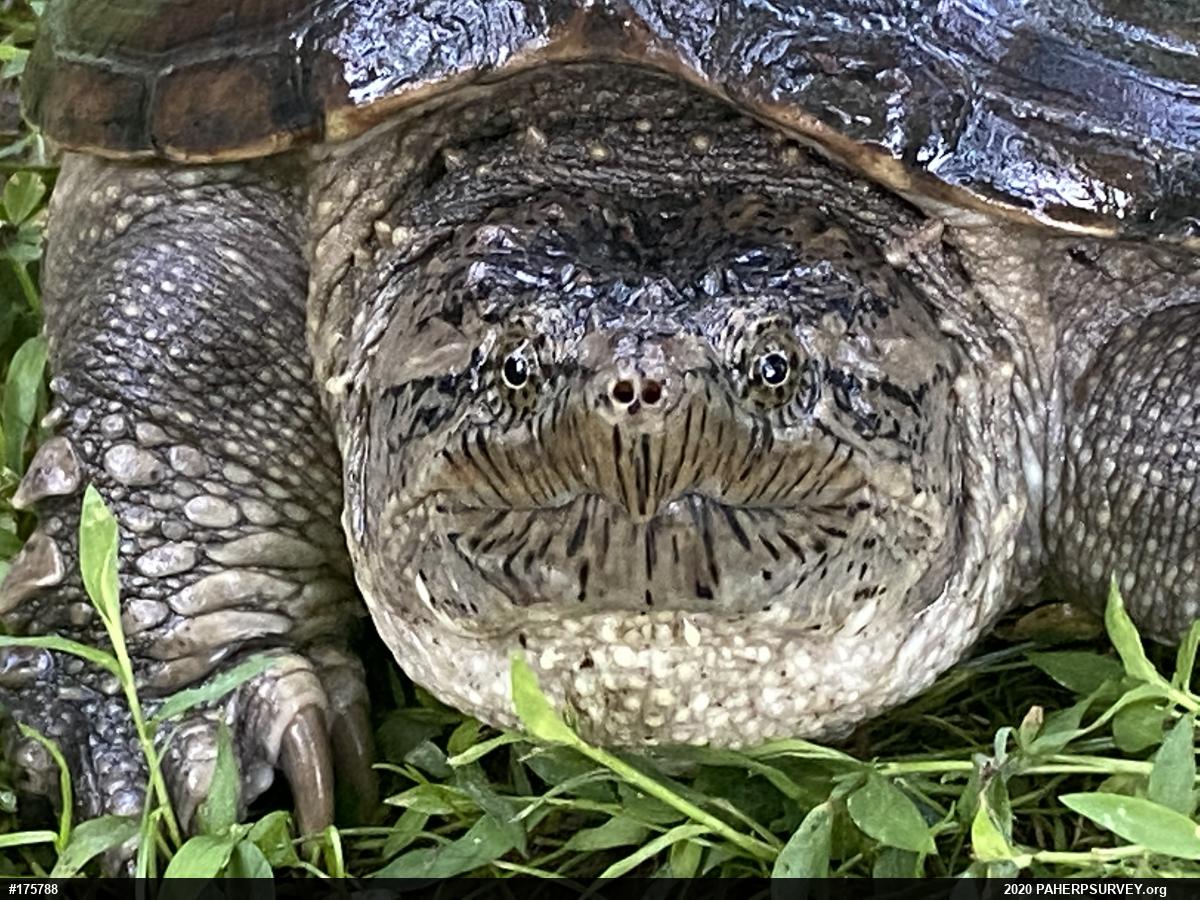 Snapping Turtle