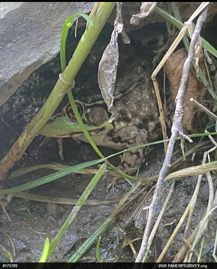 Green Frog