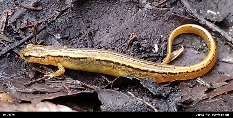 Northern Two-lined Salamander