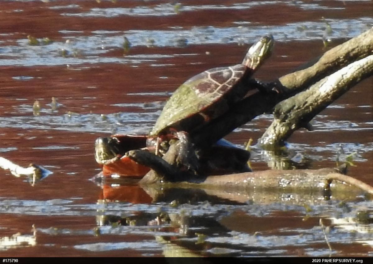 Painted Turtle