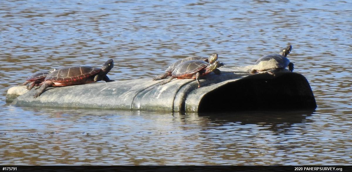 Eastern Painted Turtle