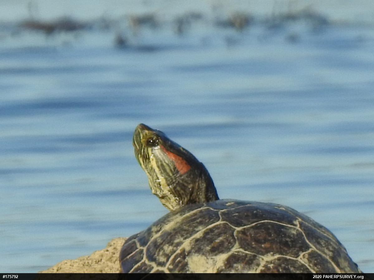Red-eared Slider