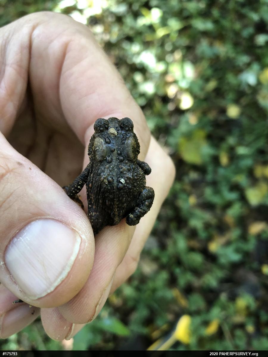 Eastern American Toad