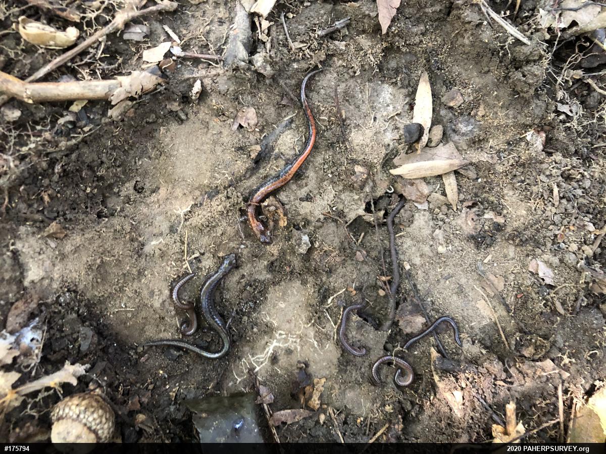 Eastern Red-backed  Salamander