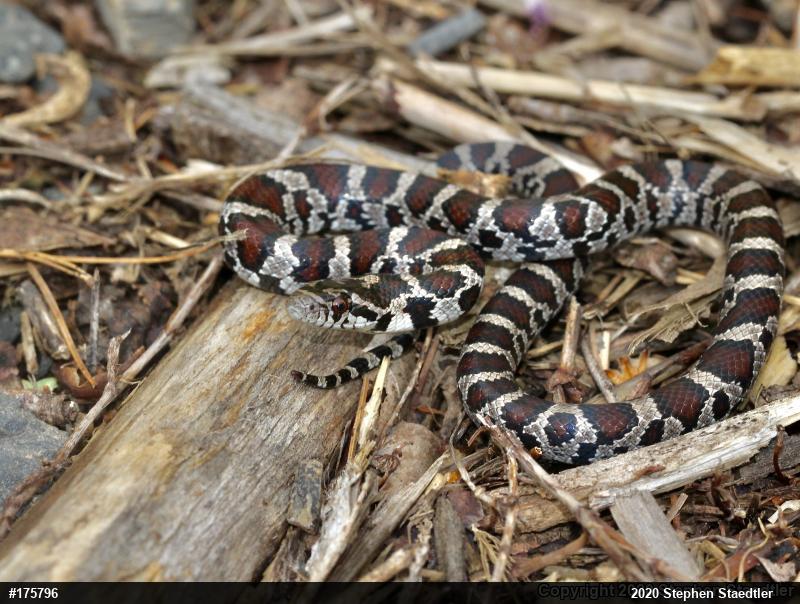Eastern Milksnake