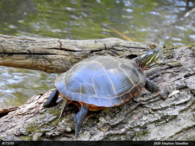 Eastern Painted Turtle