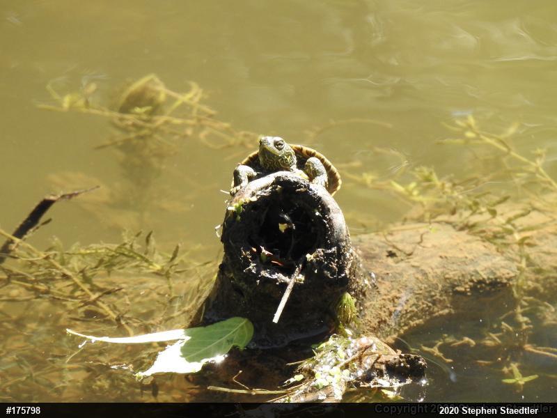 Northern Map Turtle