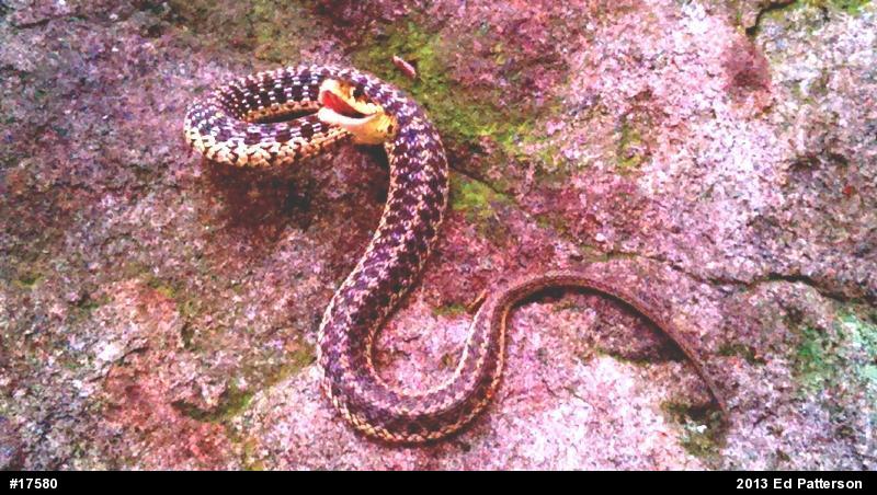 Eastern Gartersnake