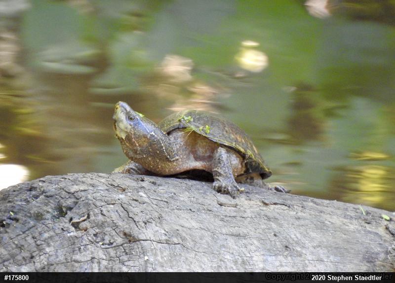 Eastern Musk Turtle