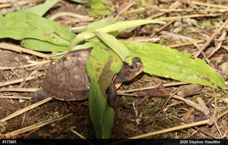 Eastern Box Turtle