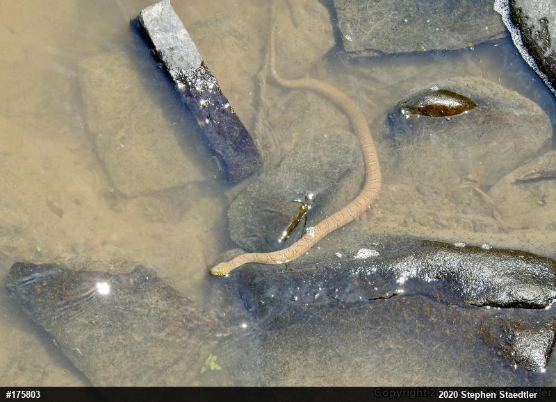 Northern Watersnake