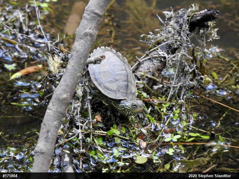 Northern Map Turtle