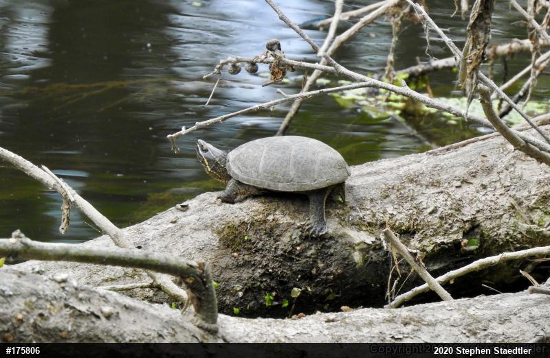 Eastern Musk Turtle