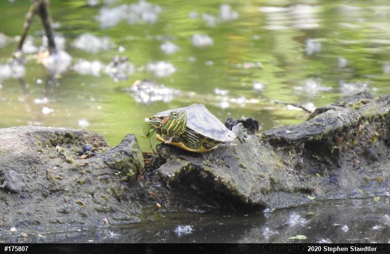 Red-eared Slider