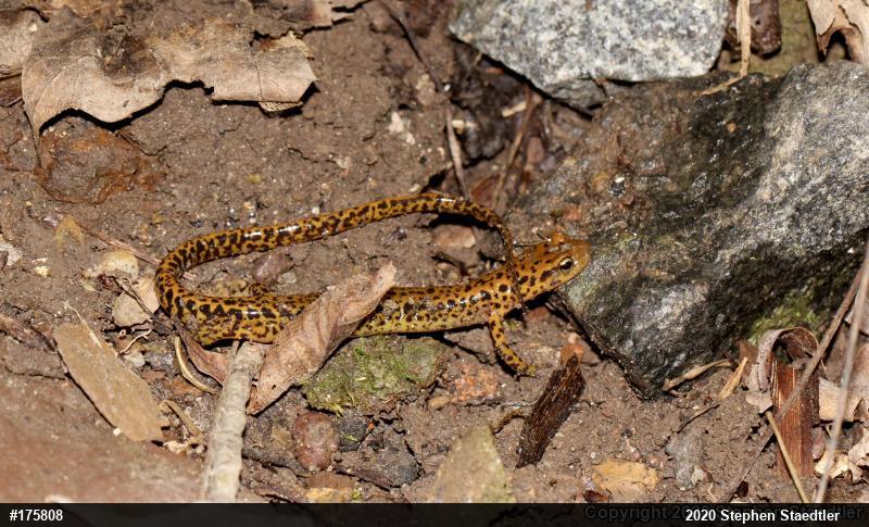Eastern Long-tailed Salamander