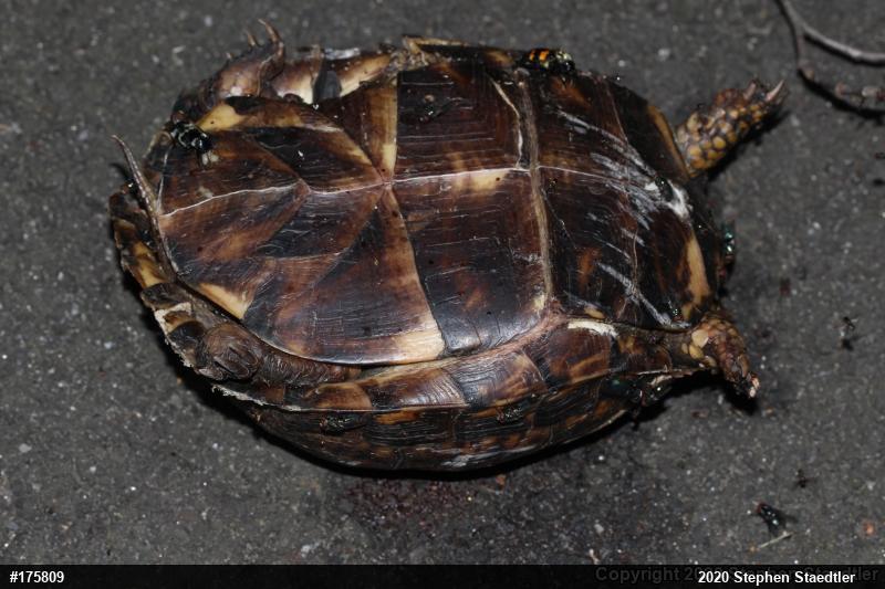 Eastern Box Turtle