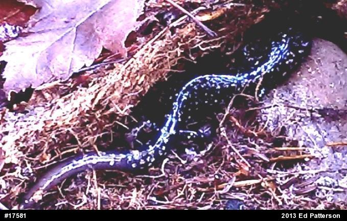 Northern Slimy Salamander