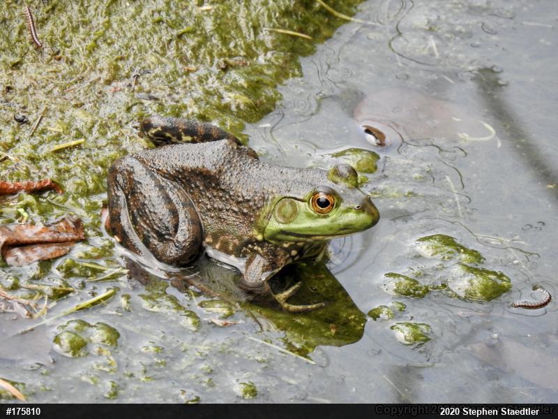 American Bullfrog