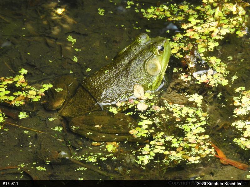 American Bullfrog