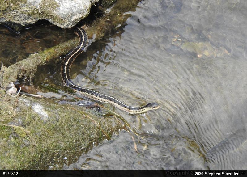 Eastern Gartersnake